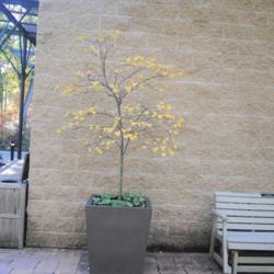 Location: Jenkins Arboretum in Berwyn, PA
Date: 2020-10-17
small, young tree in large, tall pot
