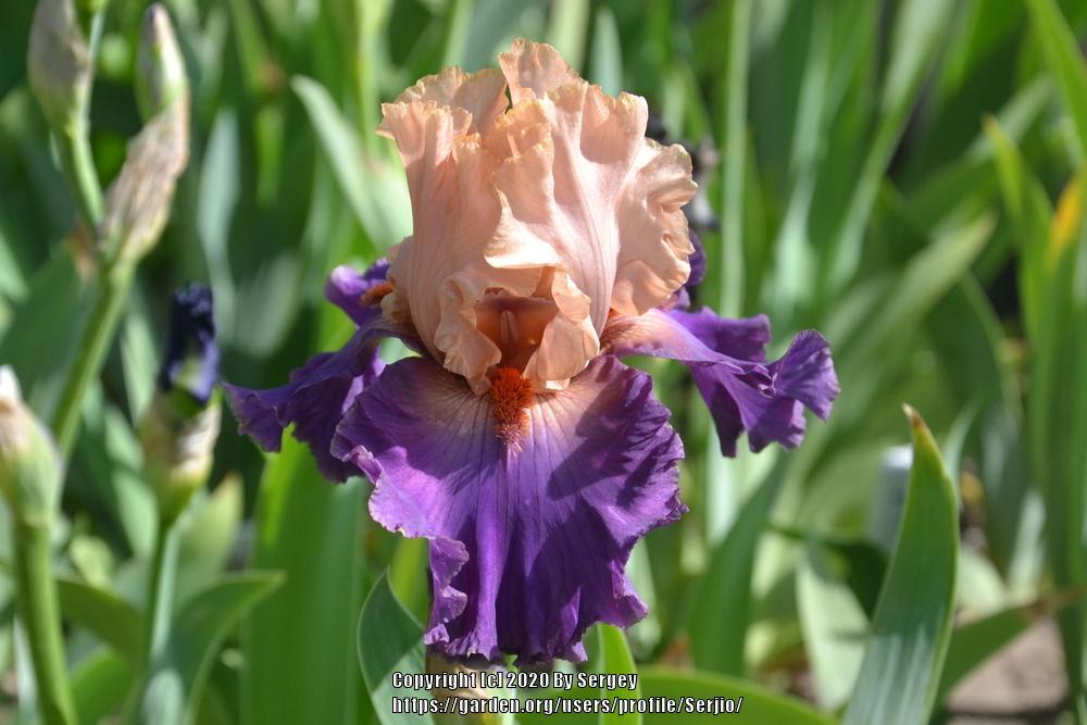 Photo of Tall Bearded Iris (Iris 'Broken Heart') uploaded by Serjio