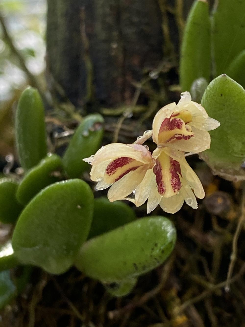 Photo of Orchid (Dendrobium rigidum) uploaded by Ursula