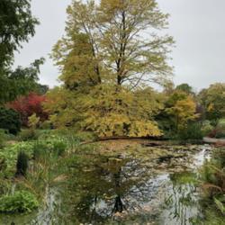 Location: RHS Harlow Carr, Yorkshire, UK
Date: 2020-10-17