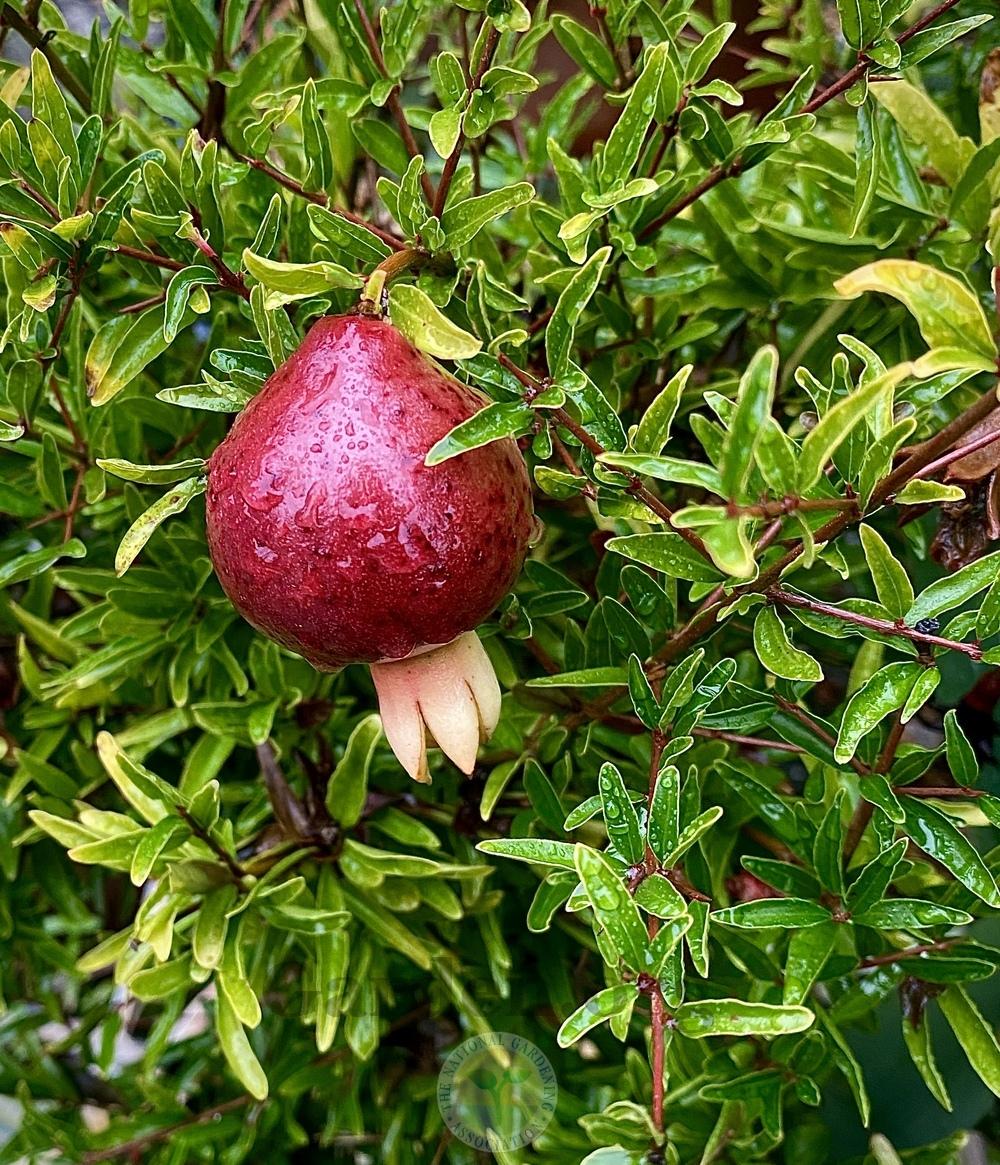 Photo of Dwarf Pomegranate (Punica granatum 'Nana') uploaded by springcolor