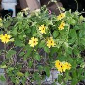 This lovely Black Eyed Susan Vine keeps giving in to autumn vinin