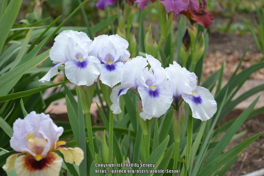 Photo of Arilbred Iris (Iris 'Desert Snow') uploaded by Serjio