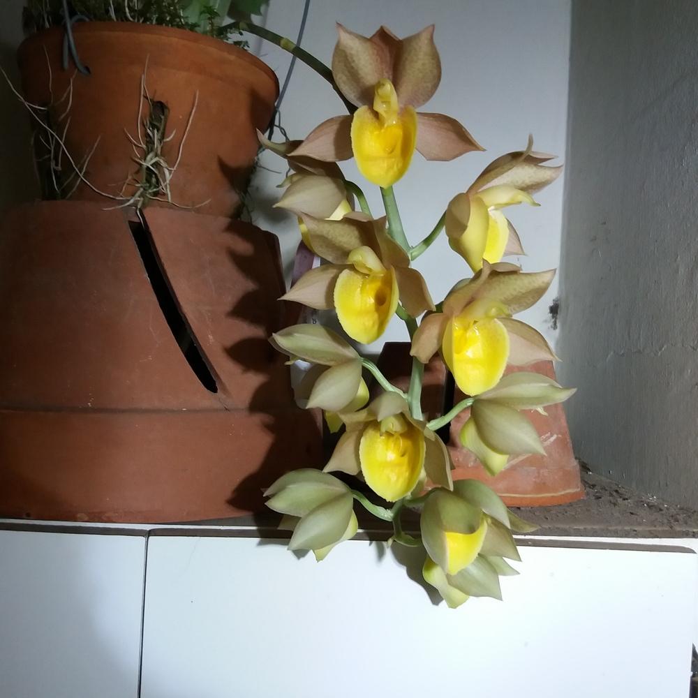 Photo of Orchid (Catasetum Dreamboat) uploaded by prabhisetty