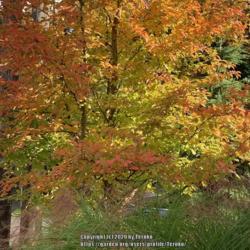 Location: Seattle WA
Date: 2020-10-21
Fall foliage of Japanese Stewartia