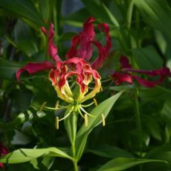 Location: Tampa Bay, Florida 
Date: Summer
Gloriosa lily