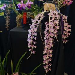 Location: Michigan Orchid Society Show
Date: 2016-03-20