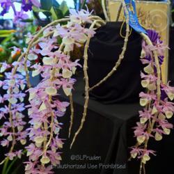 Location: Michigan Orchid Society Show
Date: 2016-03-20