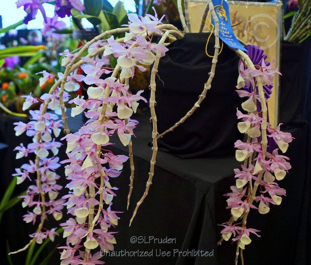Photo of Orchid (Dendrobium aphyllum) uploaded by DaylilySLP