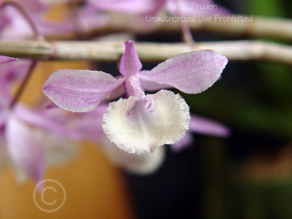 Photo of Orchid (Dendrobium aphyllum) uploaded by DaylilySLP