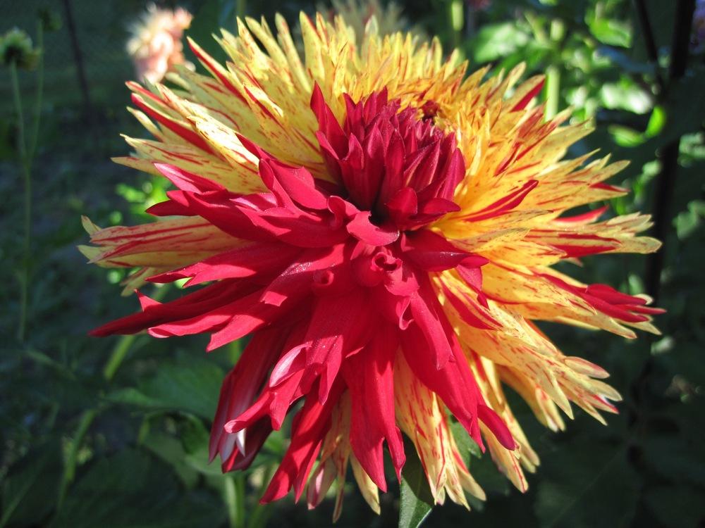 Photo of Dahlia 'Hollyhill Six in One' uploaded by psudan