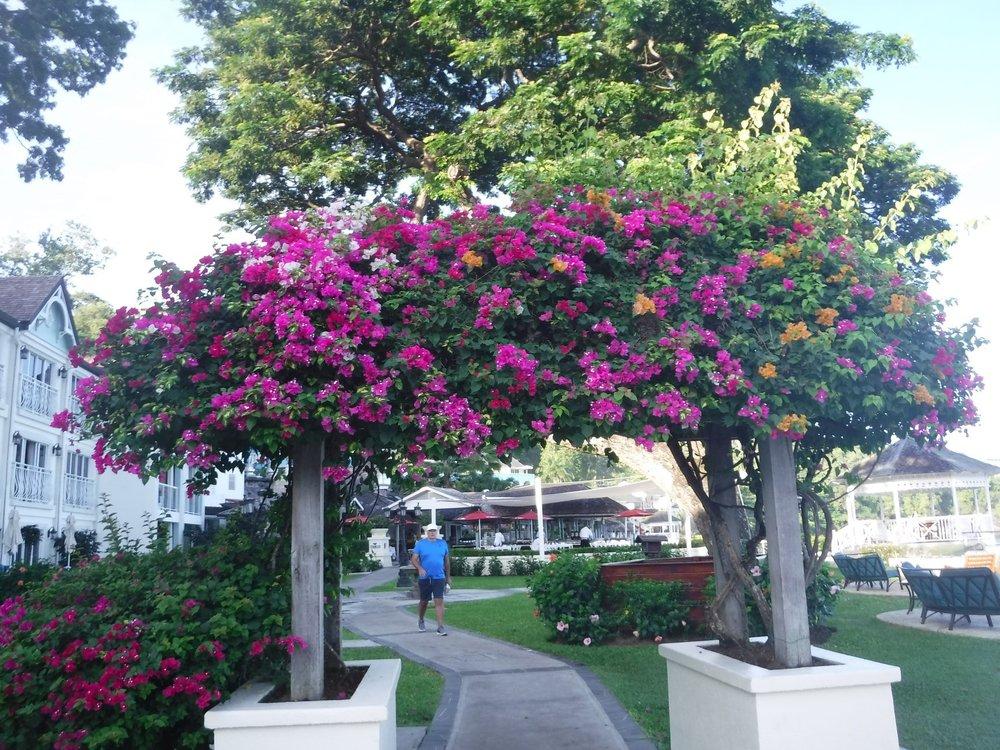 Photo of Bougainvilleas (Bougainvillea) uploaded by pixie62560