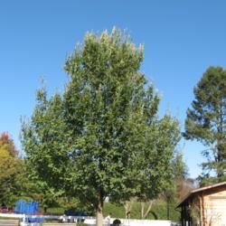 Location: Devon, Pennsylvania
Date: 2008-10-30
some cultivar as a young, maturing tree