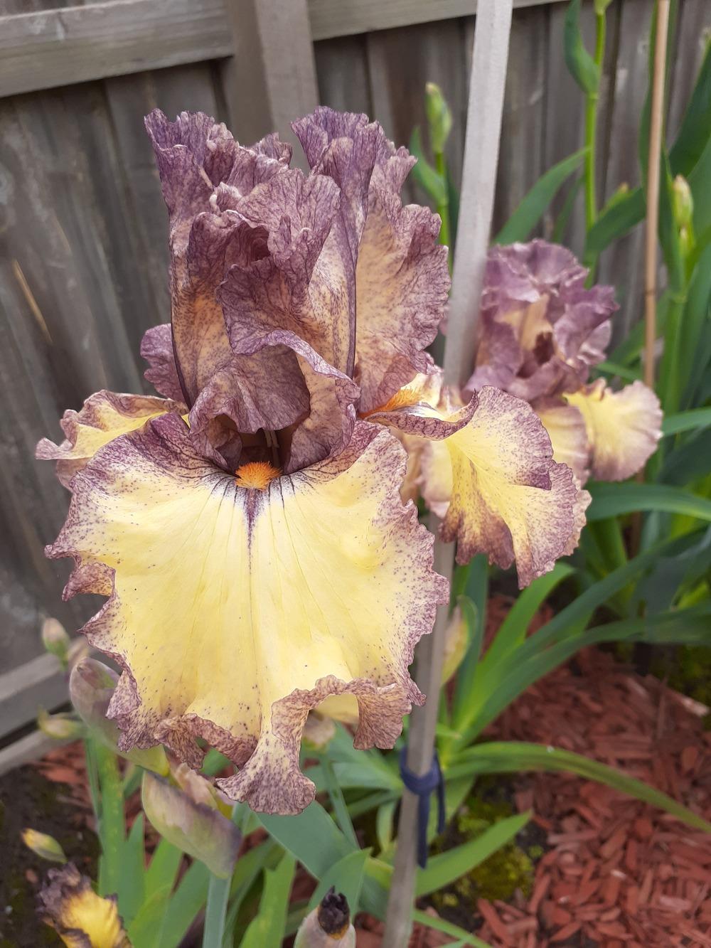 Photo of Tall Bearded Iris (Iris 'Credible Justification') uploaded by PaulaHocking
