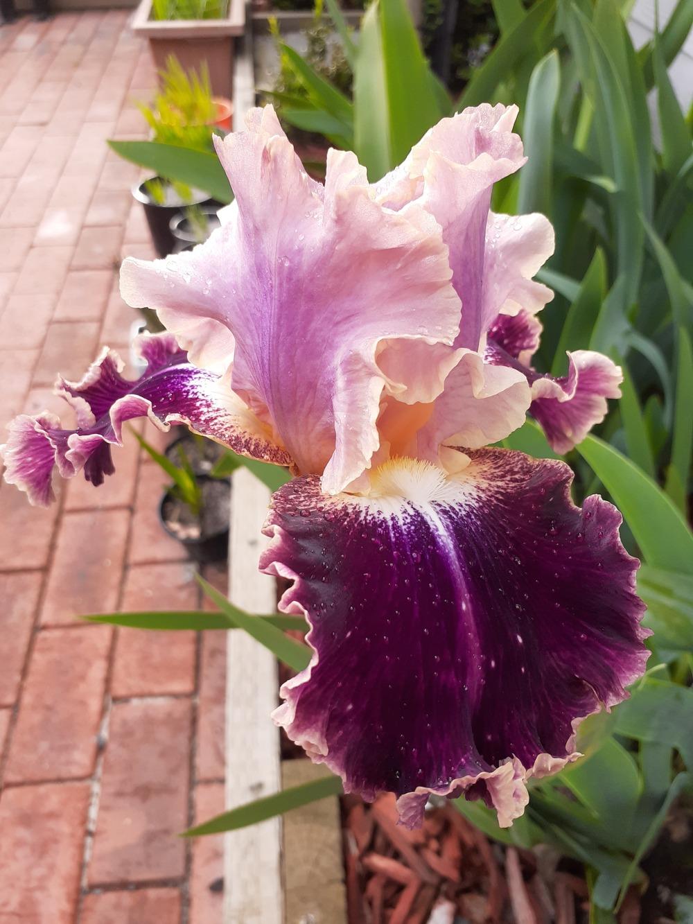 Photo of Tall Bearded Iris (Iris 'New Leaf') uploaded by PaulaHocking