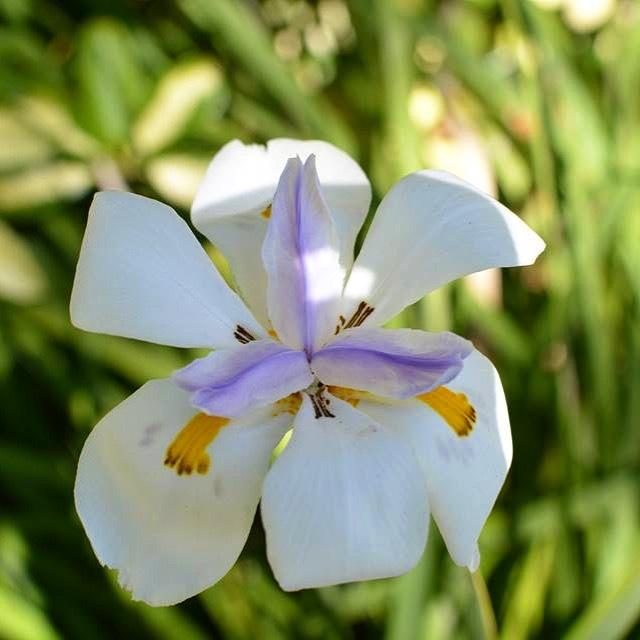 Photo of African iris (Dietes iridioides) uploaded by BellaKelly