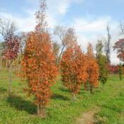 a row of young trees in a nursery in fall color