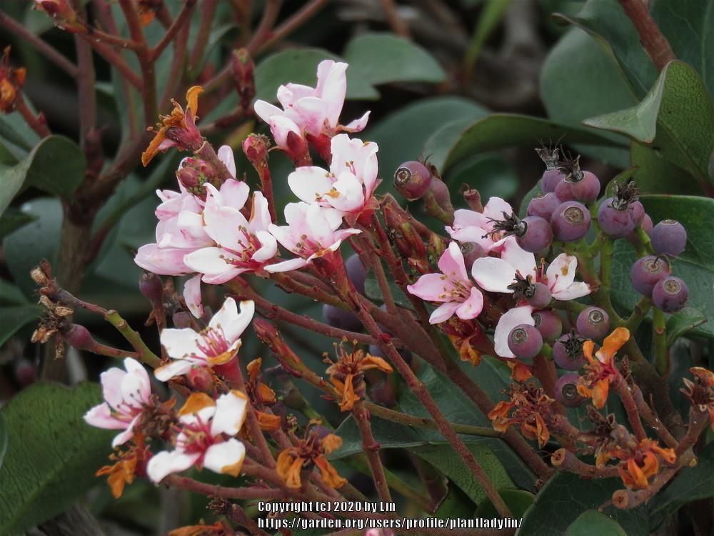Photo of Indian Hawthorn (Rhaphiolepis indica) uploaded by plantladylin