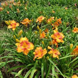 Location: Blue Ridge Daylilies
Date: 2020-06-24
Multi bloom entire plant clump picture