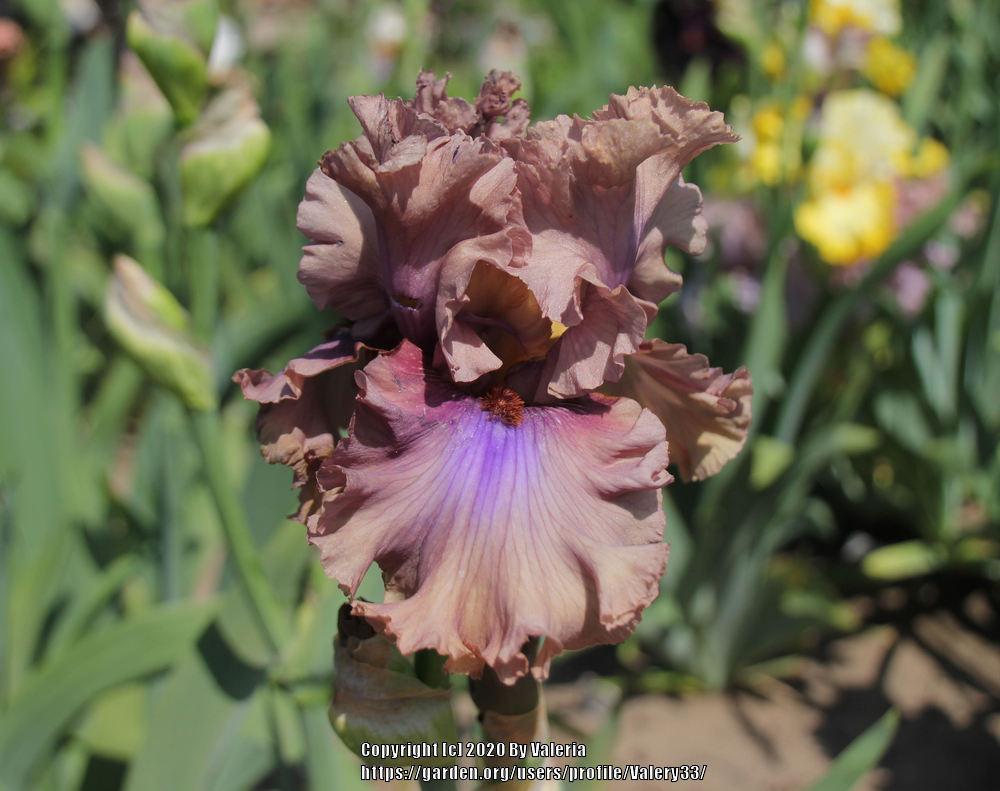 Photo of Tall Bearded Iris (Iris 'Dragon Dance') uploaded by Valery33