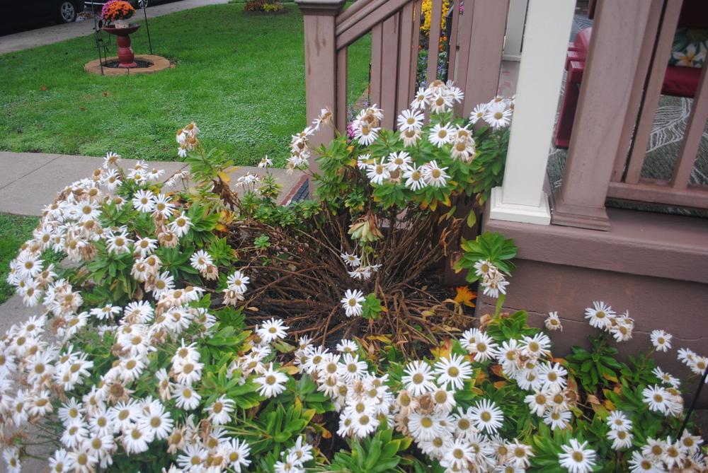 Photo of Montauk Daisy (Nipponanthemum nipponicum) uploaded by ILPARW