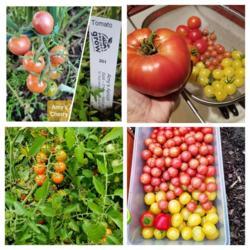 Location: Ann Arbor, Michigan
Date: 2020-07-20
Collage view of Amy's Apricot cherry, and other tomatoes