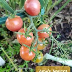 Location: Ann Arbor, Michigan
Date: 2020-07-19
Amy's Apricot, Organic Heirloom Cherry Tomatoes
