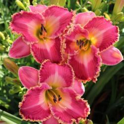 Location: Dorsets N Daylilies, Zanesville OH
Date: 2017-07-09
Bedazzled Beauty  Hatfield - K., 2019 hybridizer submitted