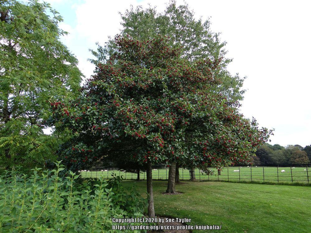Photo of Hawthorn (Crataegus persimilis 'Prunifolia') uploaded by kniphofia