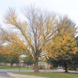 Location: Downingtown Pennsylvania
Date: 2020-10-21
full-grown tree in fall color