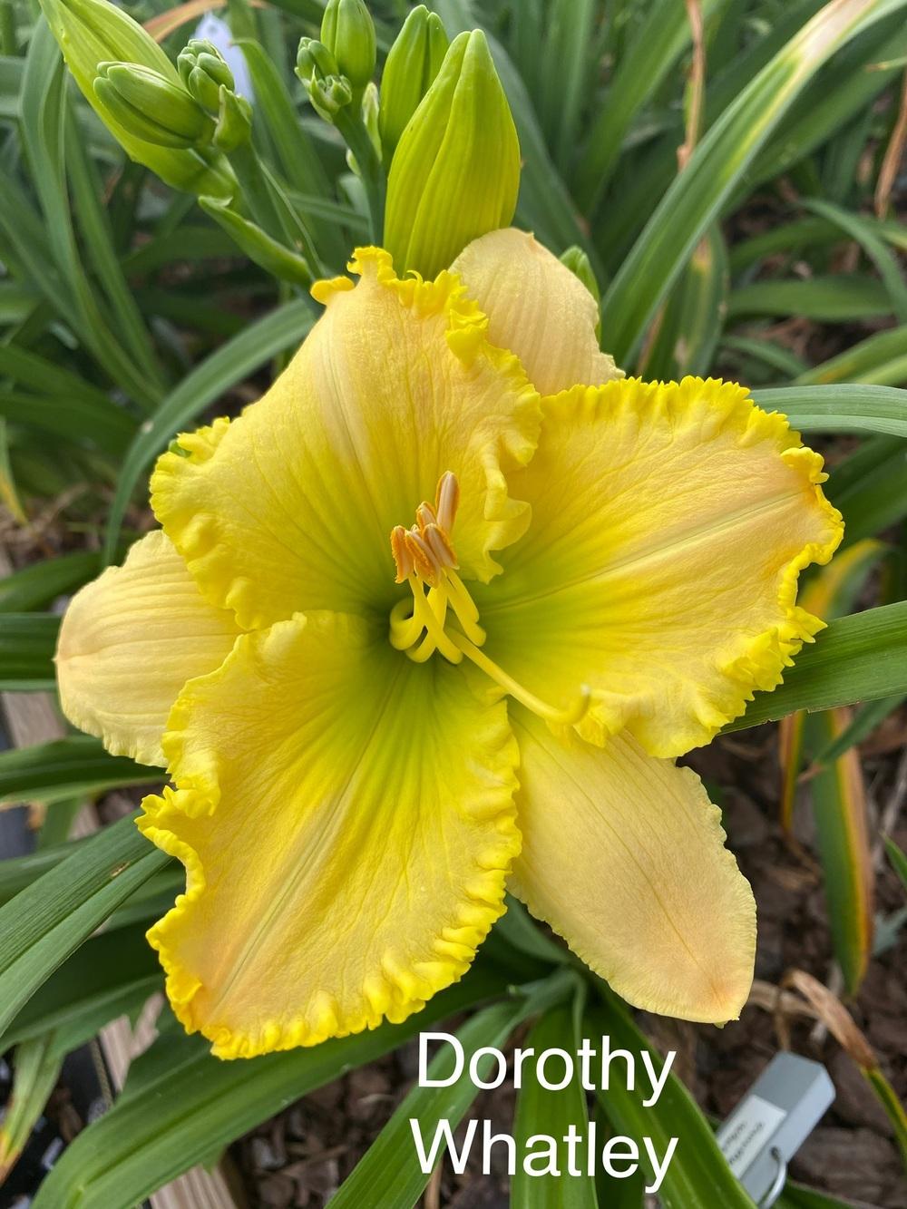 Photo of Daylily (Hemerocallis 'Dorothy Whatley') uploaded by StlDaylilyGuy