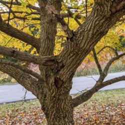 Location: Hidden Lake Gardens, Tipton, Michigan
Date: 2020-10-23
Looking fairly battle scarred for a relatively young tree (plante