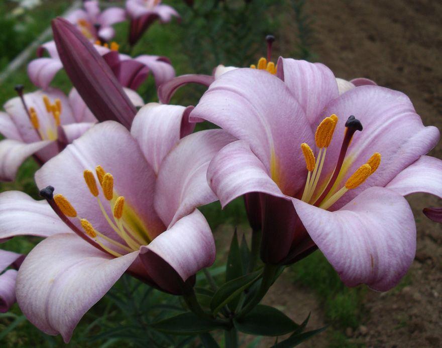 Photo of Lily (Lilium 'Amethyst Angels™') uploaded by Joy