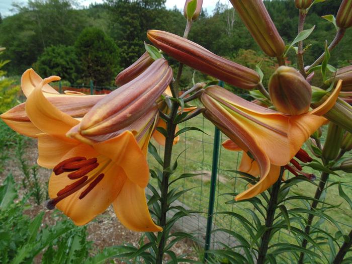 Photo of Lily (Lilium 'Copper Angels™') uploaded by Joy