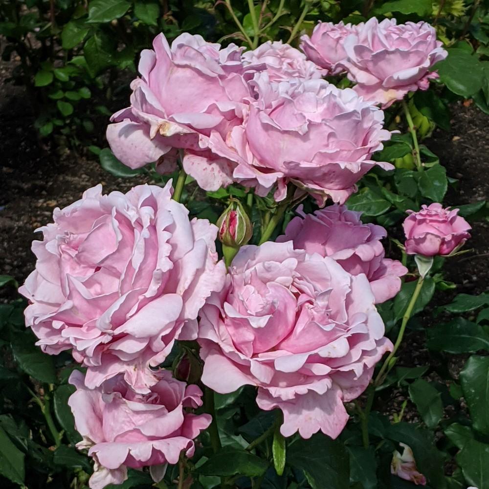 Photo of Rose (Rosa 'Memorial Day') uploaded by K_Quinn