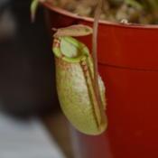 Nepenthes spectabilis x tenuis (New pitcher on young plant)