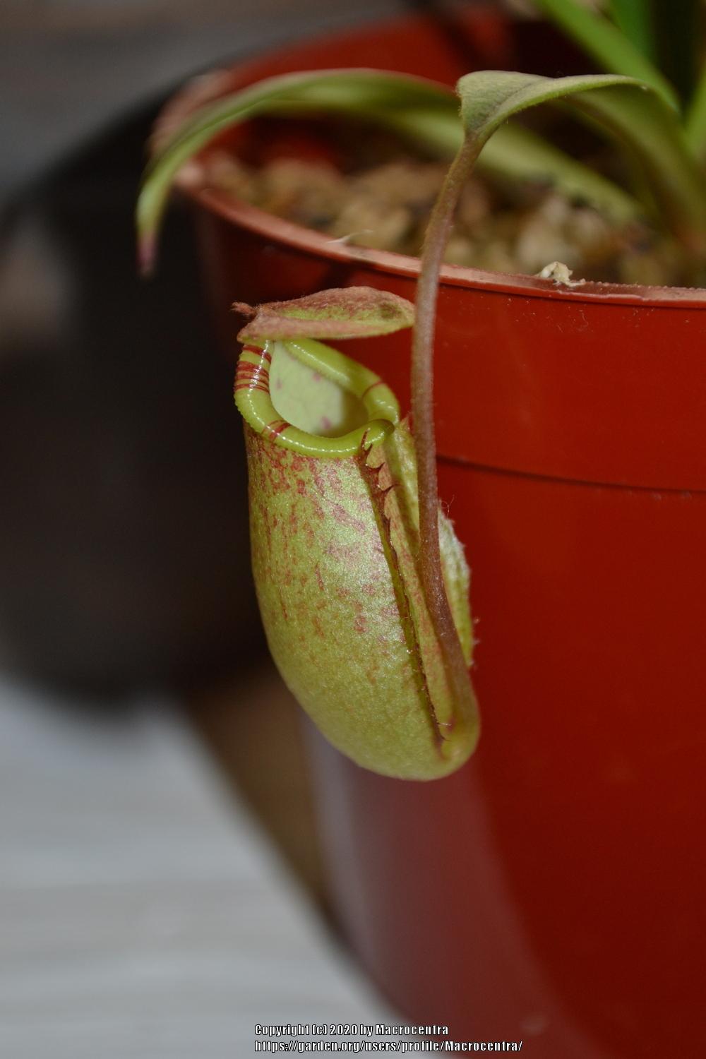 Photo of Pitcher Plant (Nepenthes) uploaded by Macrocentra