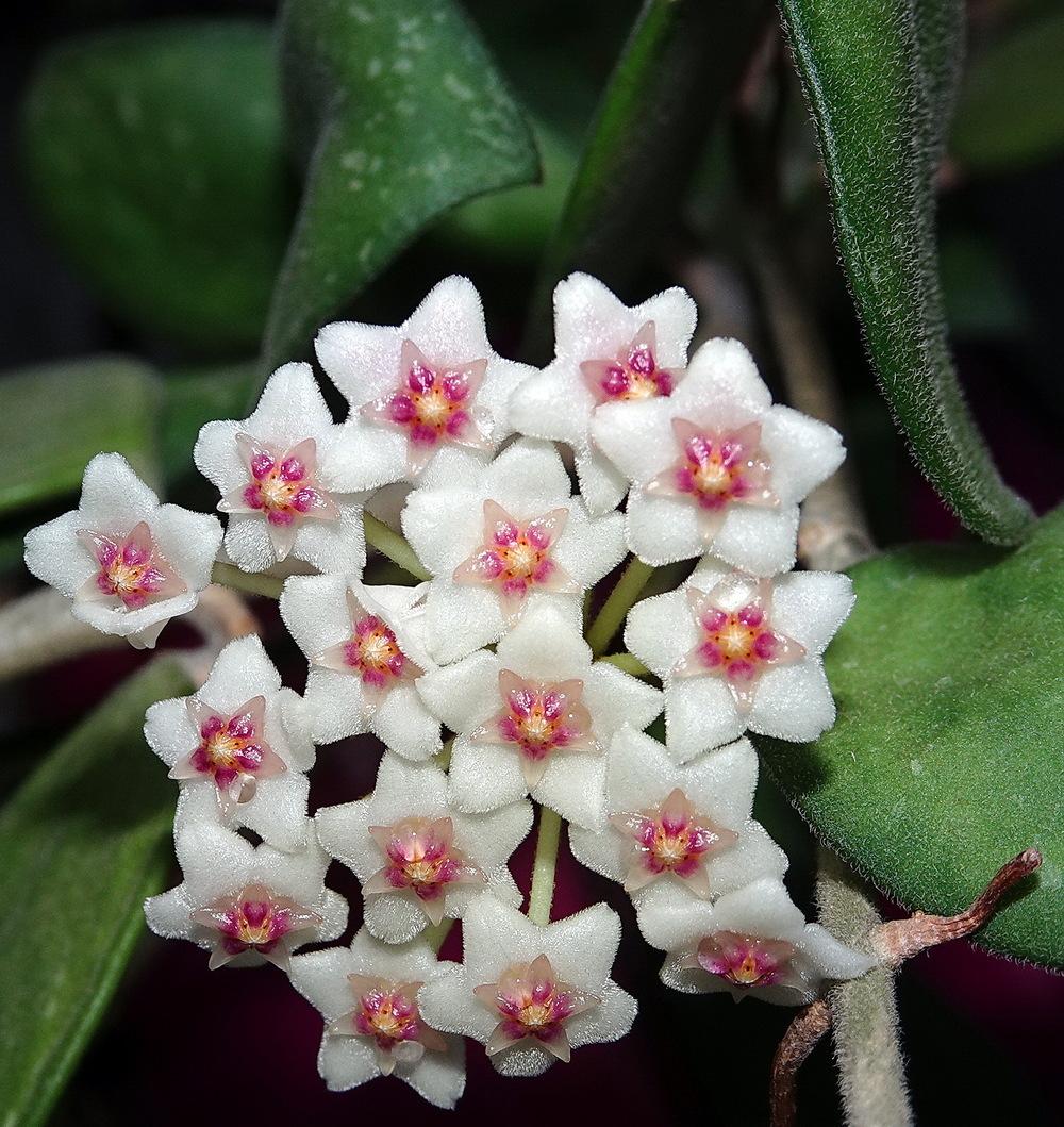 Photo of Wax Plant (Hoya nummularioides) uploaded by Orsola