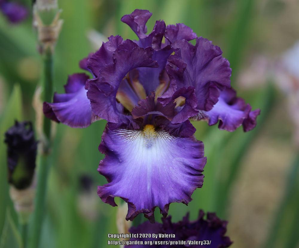 Photo of Tall Bearded Iris (Iris 'Afternoon in Rio') uploaded by Valery33