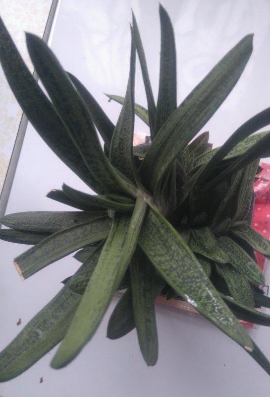 Photo of Gasteria 'Little Warty' uploaded by skopjecollection