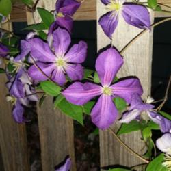Location: Nocona,Texas zn.7 My gardens
Date: 2020-10-18
Blooms more of a true purple color!
