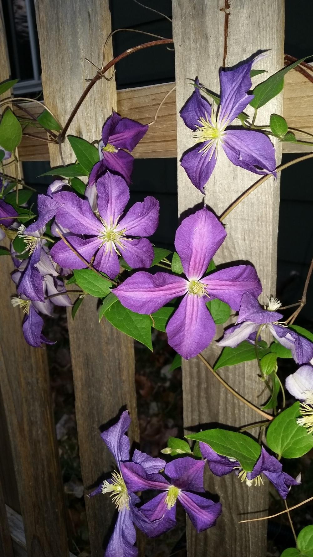 Photo of Clematis Happy Jack™ Purple uploaded by FAIRYROSE