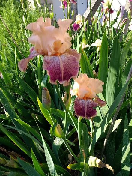 Photo of Tall Bearded Iris (Iris 'Barbazouzou') uploaded by GabsdelaBarrussie