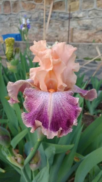 Photo of Tall Bearded Iris (Iris 'Barbazouzou') uploaded by GabsdelaBarrussie