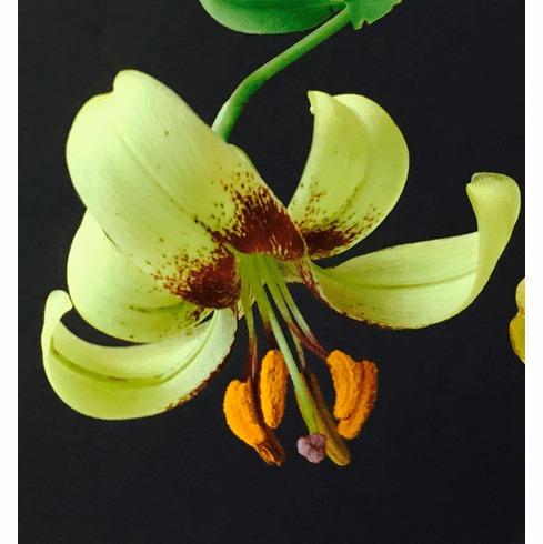 Photo of Lily (Lilium primulinum var. ochraceum) uploaded by Joy