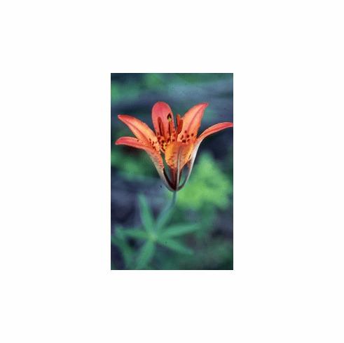 Photo of Wood Lily (Lilium philadelphicum) uploaded by Joy