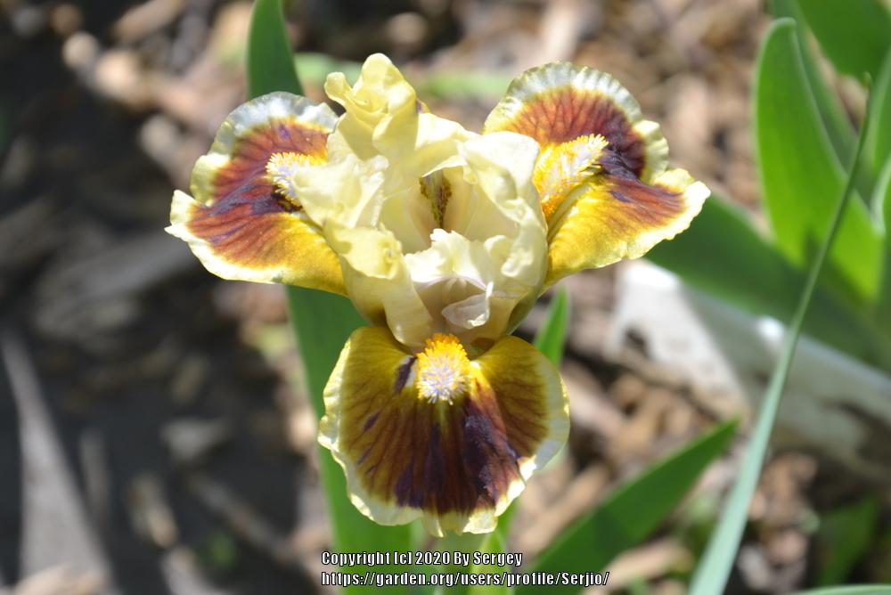 Photo of Standard Dwarf Bearded Iris (Iris 'Vorozhba') uploaded by Serjio