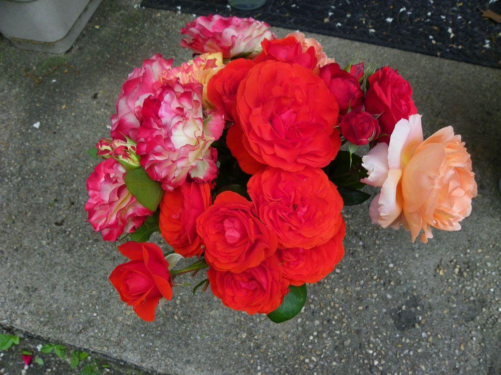 Photo of Roses (Rosa) uploaded by Newyorkrita
