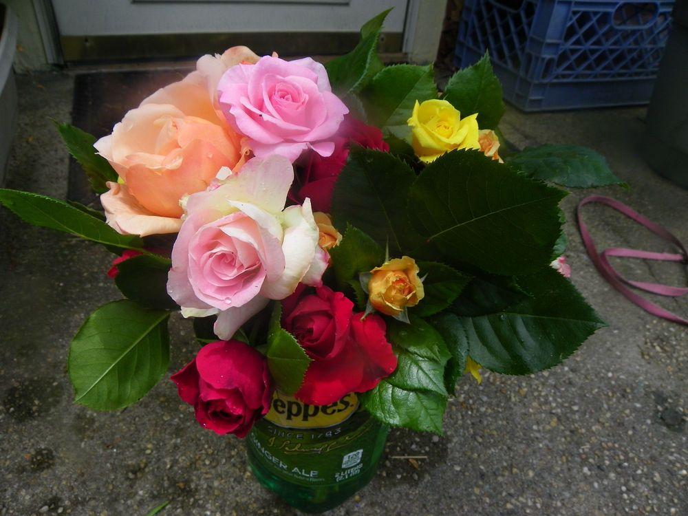 Photo of Roses (Rosa) uploaded by Newyorkrita