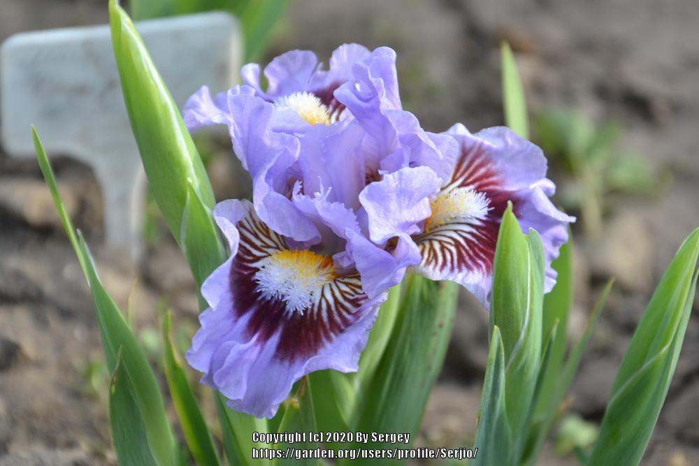 Photo of Standard Dwarf Bearded Iris (Iris 'Oh Canada') uploaded by Serjio